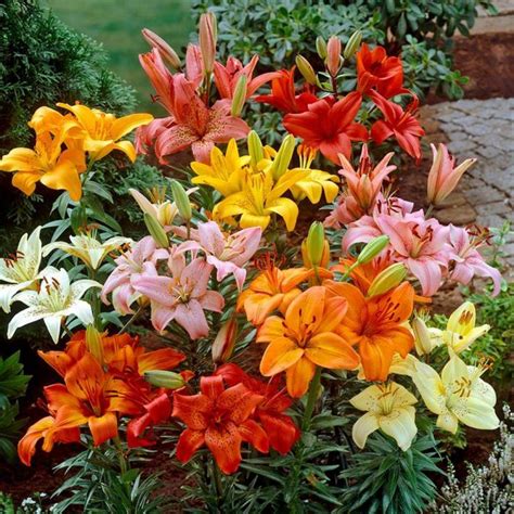 lily lovers|Shop Lily Bulbs for Sale: Grow beautiful Lily flowers .